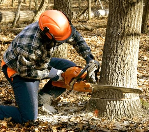 Tree Removal in Rock Cave, WV